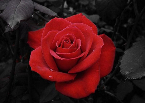 Red-Rose-third-quality.jpg